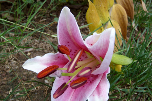 百合花的花語(yǔ)和寓意