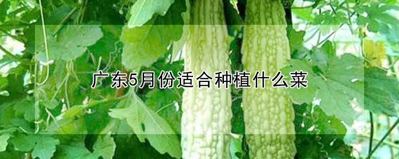 廣東5月份適合種植什么菜