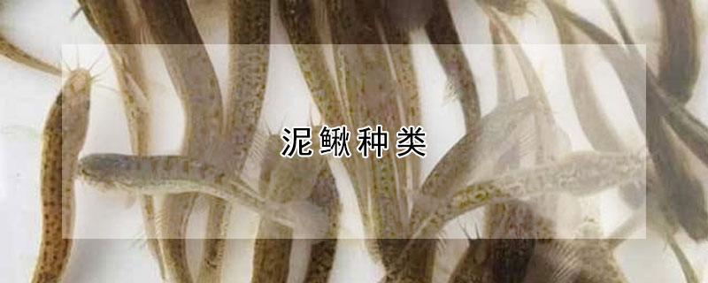 泥鰍種類