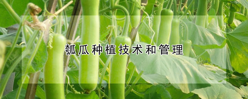 瓠瓜種植技術和管理