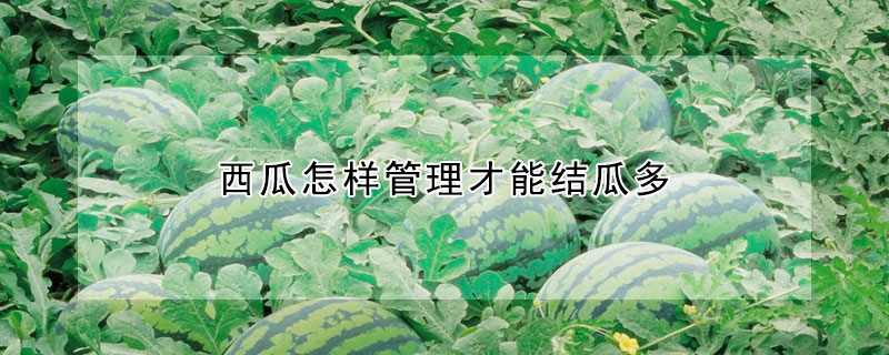 西瓜怎樣管理才能結(jié)瓜多