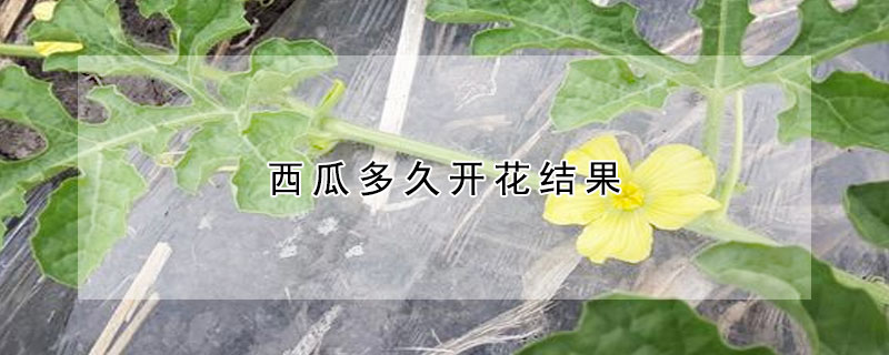 西瓜多久開花結果