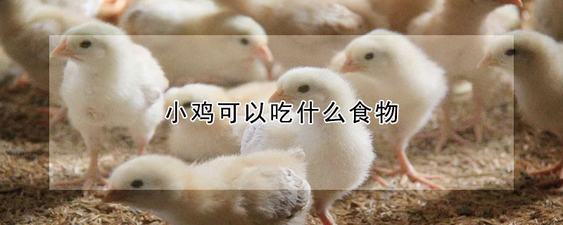 小雞可以吃什么食物