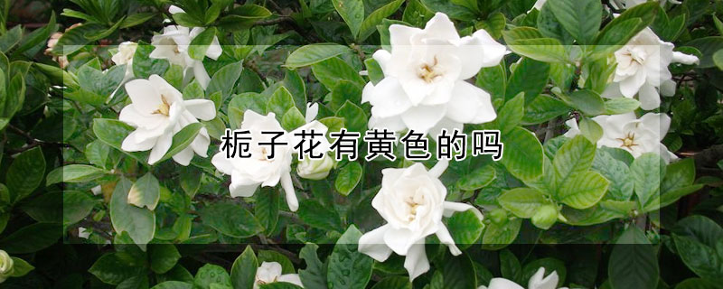 梔子花有黃色的嗎