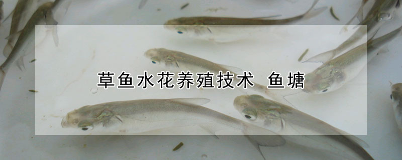 草魚水花養殖技術 魚塘