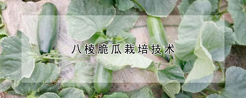 八棱脆瓜栽培技術(shù)