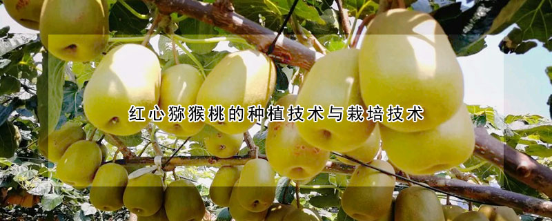 紅心獼猴桃的種植技術(shù)與栽培技術(shù)