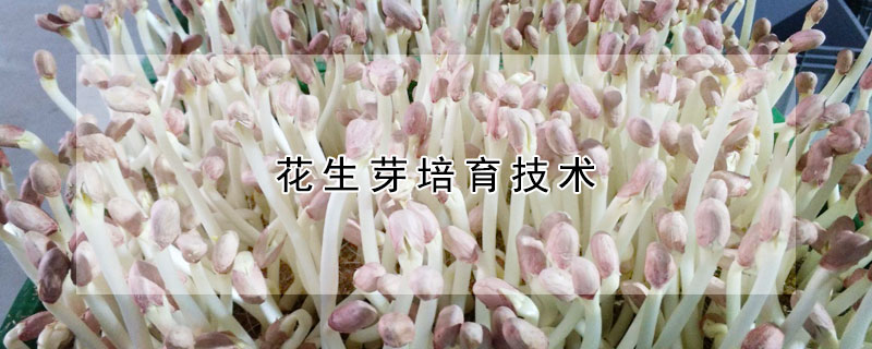 花生芽培育技術(shù)