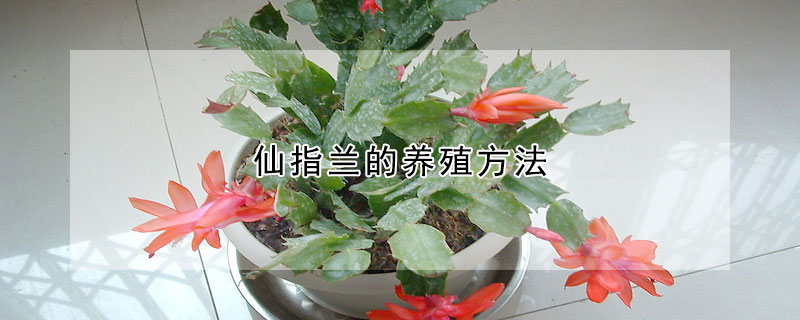 仙指蘭的養(yǎng)殖方法