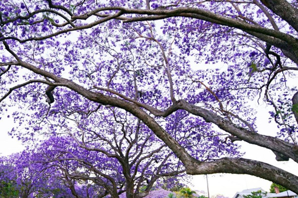 藍花楹花語