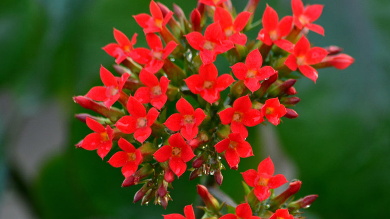 長壽花怎么養才開花