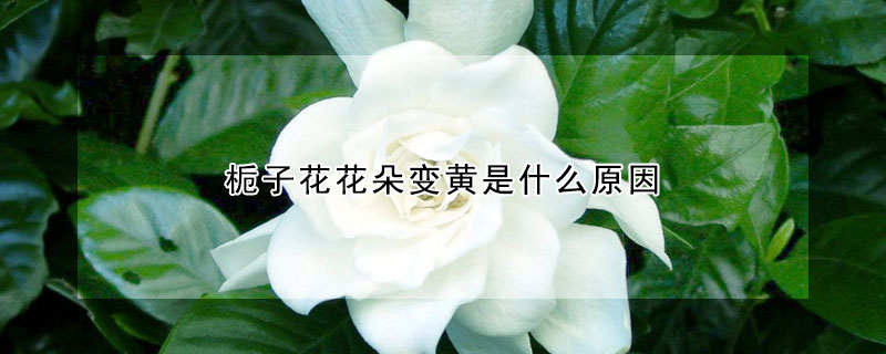 梔子花花朵變黃是什么原因