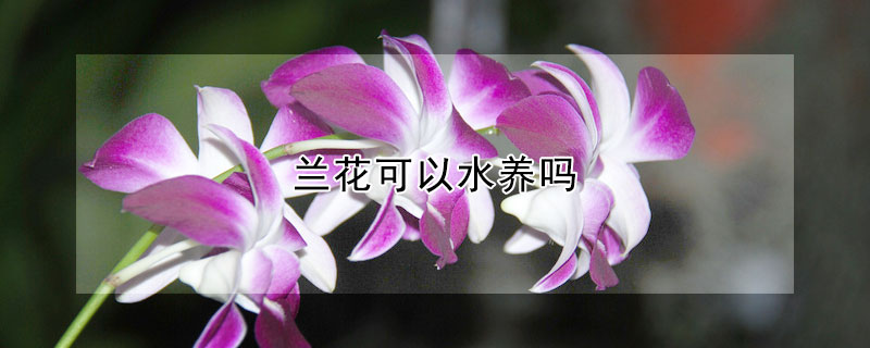 蘭花可以水養(yǎng)嗎