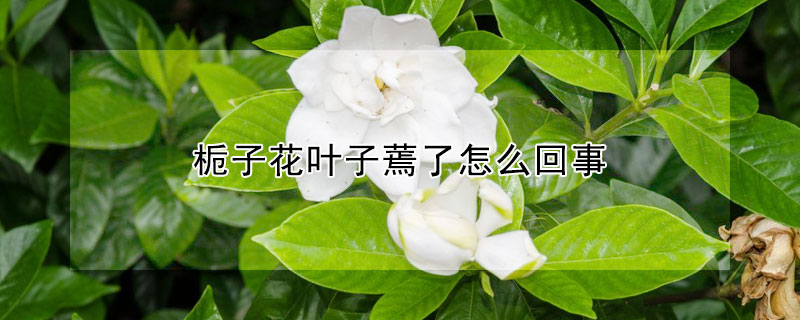 梔子花葉子蔫了怎么回事