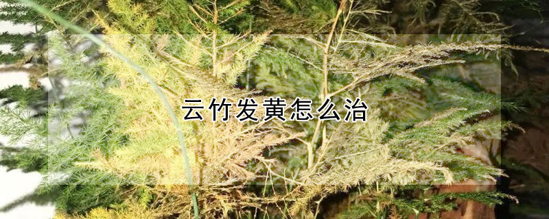 云竹發(fā)黃怎么治