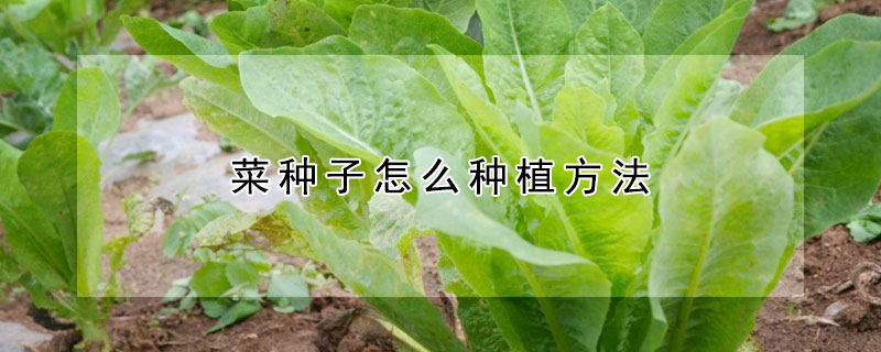 菜種子怎么種植方法