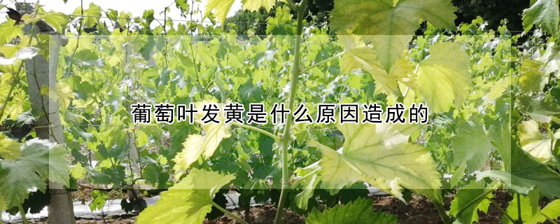 葡萄葉發黃是什么原因造成的