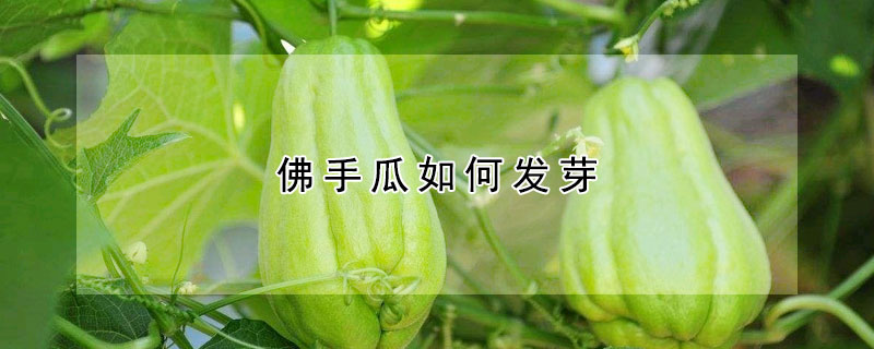 佛手瓜如何發(fā)芽