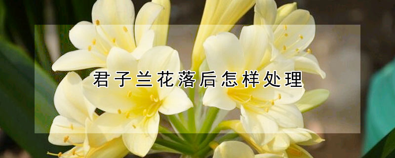 君子蘭花落后怎樣處理