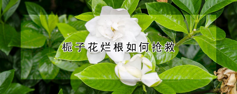 梔子花爛根如何搶救