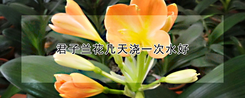 君子蘭花幾天澆一次水好