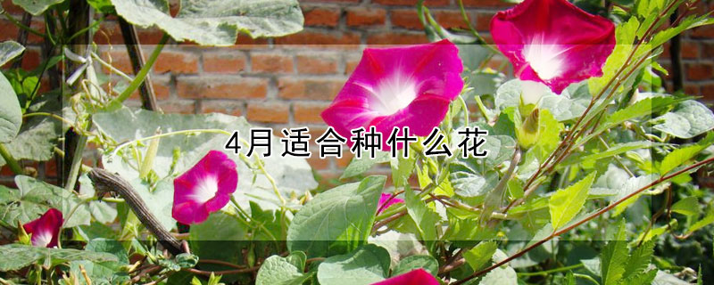 4月適合種什么花