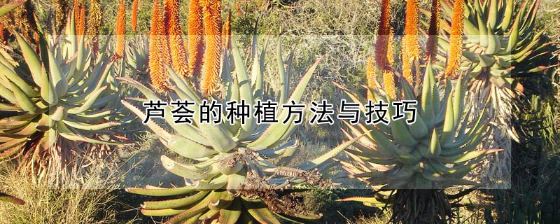 蘆薈的種植方法與技巧