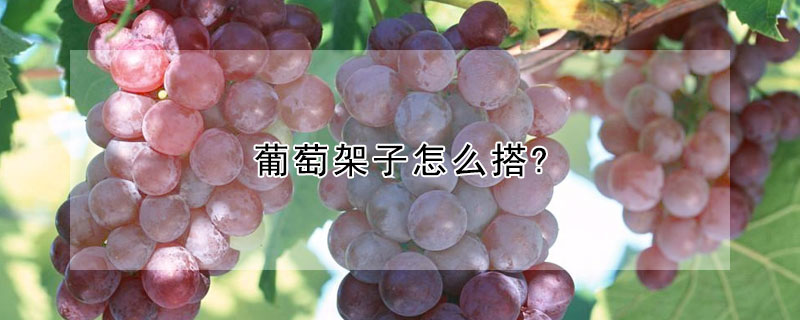 葡萄架子怎么搭?