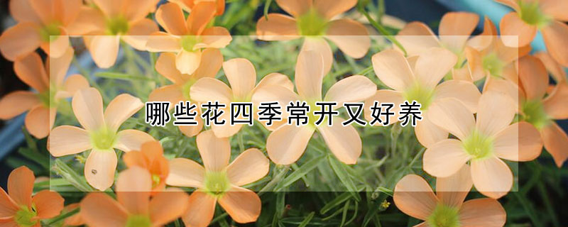 哪些花四季常開又好養(yǎng)