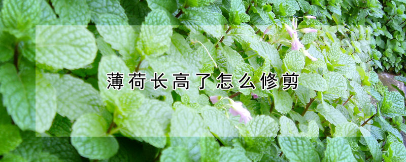 薄荷長高了怎么修剪