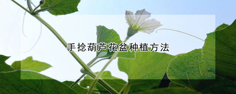 手捻葫蘆花盆種植方法