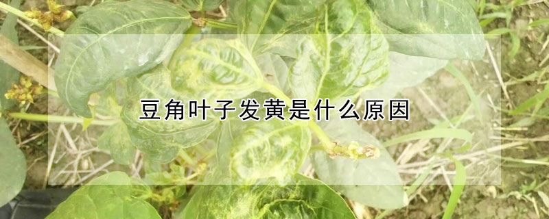 豆角葉子發黃是什么原因