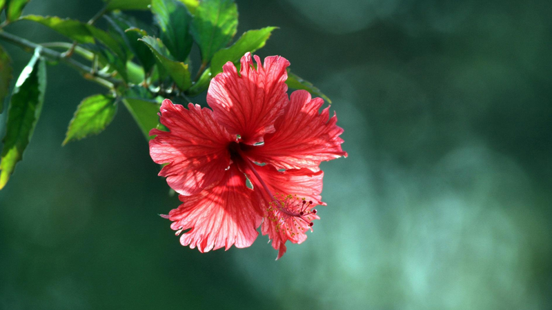 扶桑花怎么養