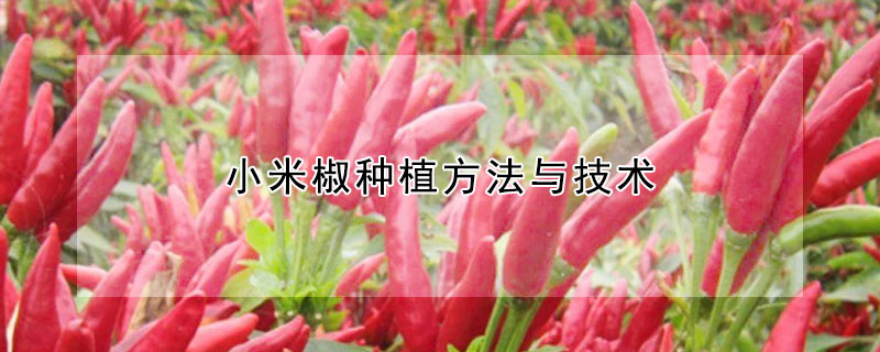 小米椒種植方法與技術