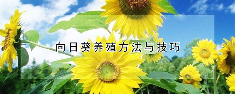 向日葵養(yǎng)殖方法與技巧