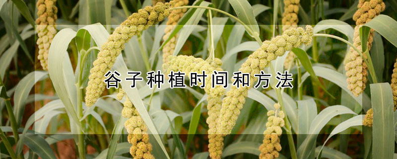 谷子種植時間和方法