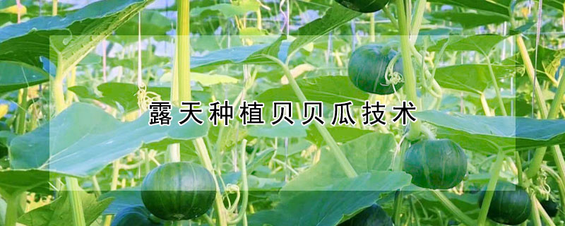 露天種植貝貝瓜技術(shù)