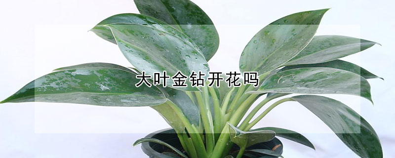 大葉金鉆開花嗎