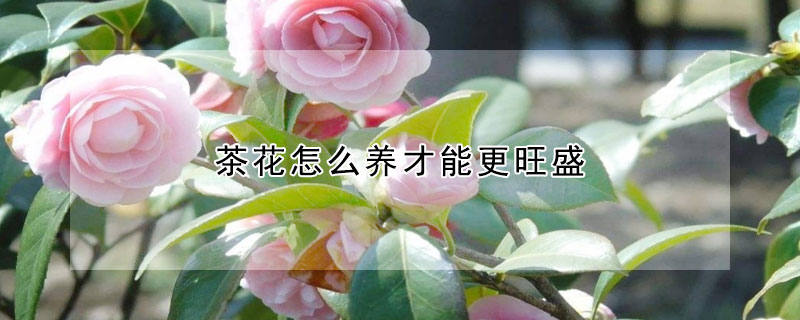 茶花怎么養(yǎng)才能更旺盛