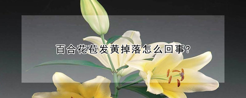 百合花苞發黃掉落怎么回事?