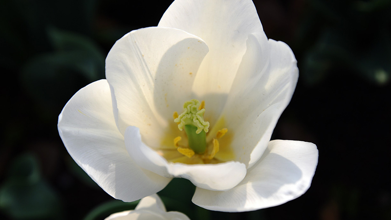 白色郁金香花語