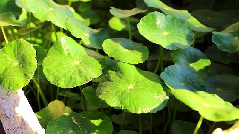 銅錢草怎么養