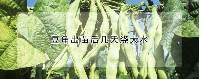 豆角出苗后幾天澆大水