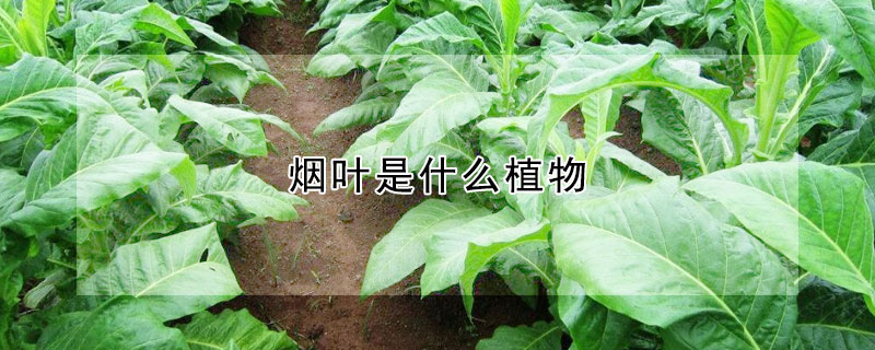 煙葉是什么植物