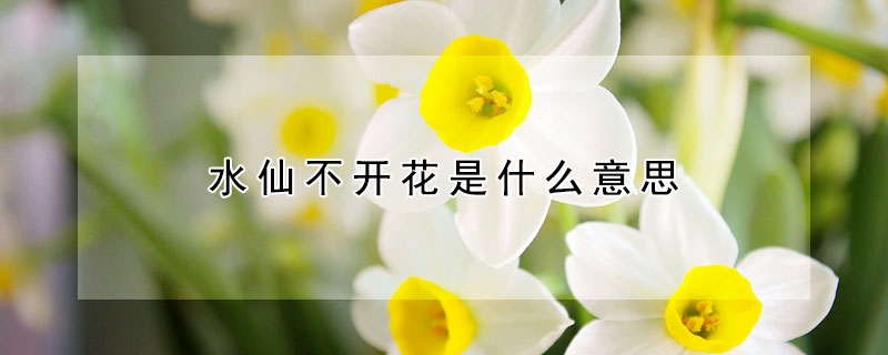 水仙不開花是什么意思