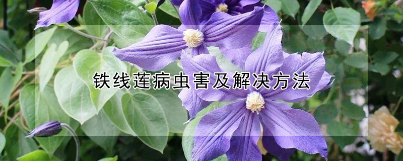 鐵線蓮病蟲害及解決方法