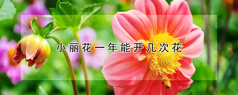 小麗花一年能開幾次花