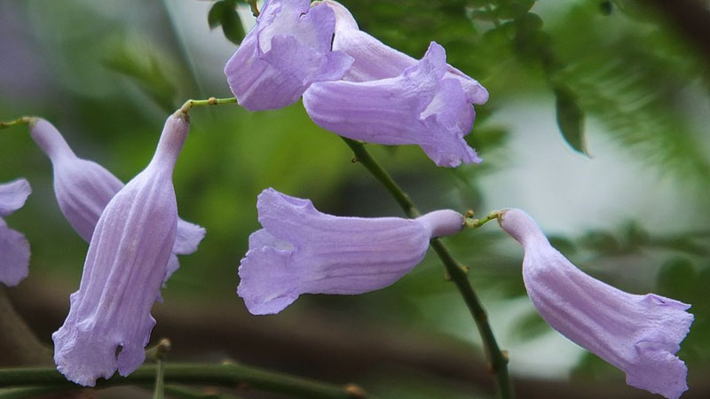 藍花楹花期什么時候