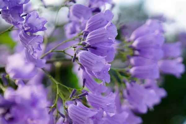 藍花楹花期什么時候