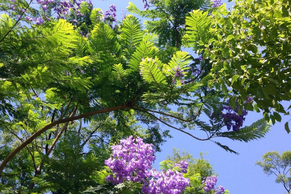 藍花楹花期什么時候